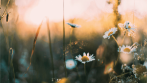Imbolc, Een Magische Ontwaking van Licht & Vernieuwing 
