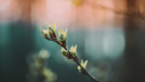 Imbolc Tarotlegging: Ontwaak je dromen